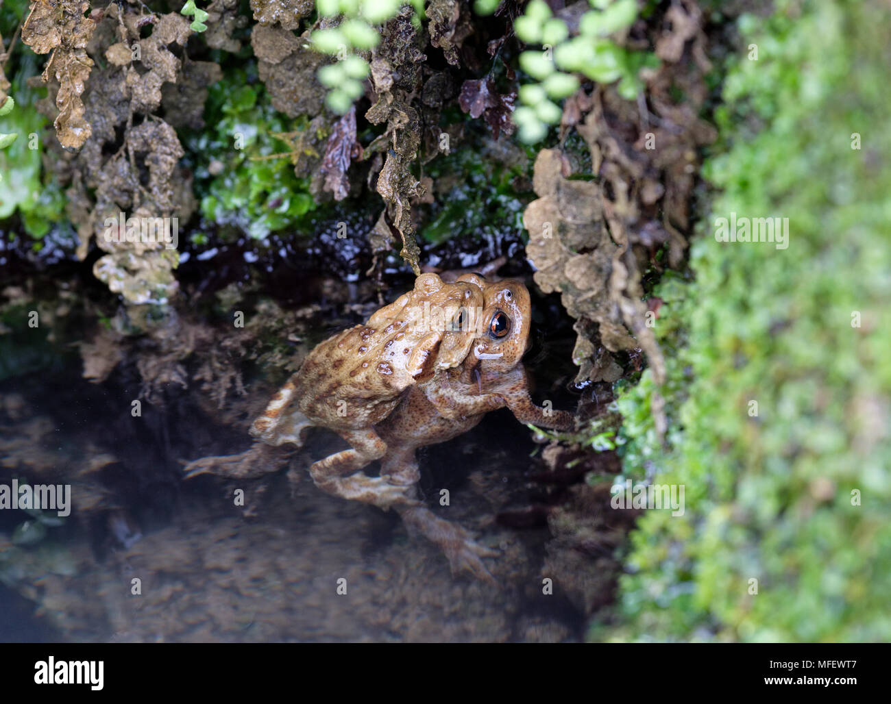 Semi-hommes et femmes submergées crapauds communs (Bufo bufo) engagés dans l'amplexus (où l'homme les fermoirs femelle durant la saison de reproduction). Banque D'Images