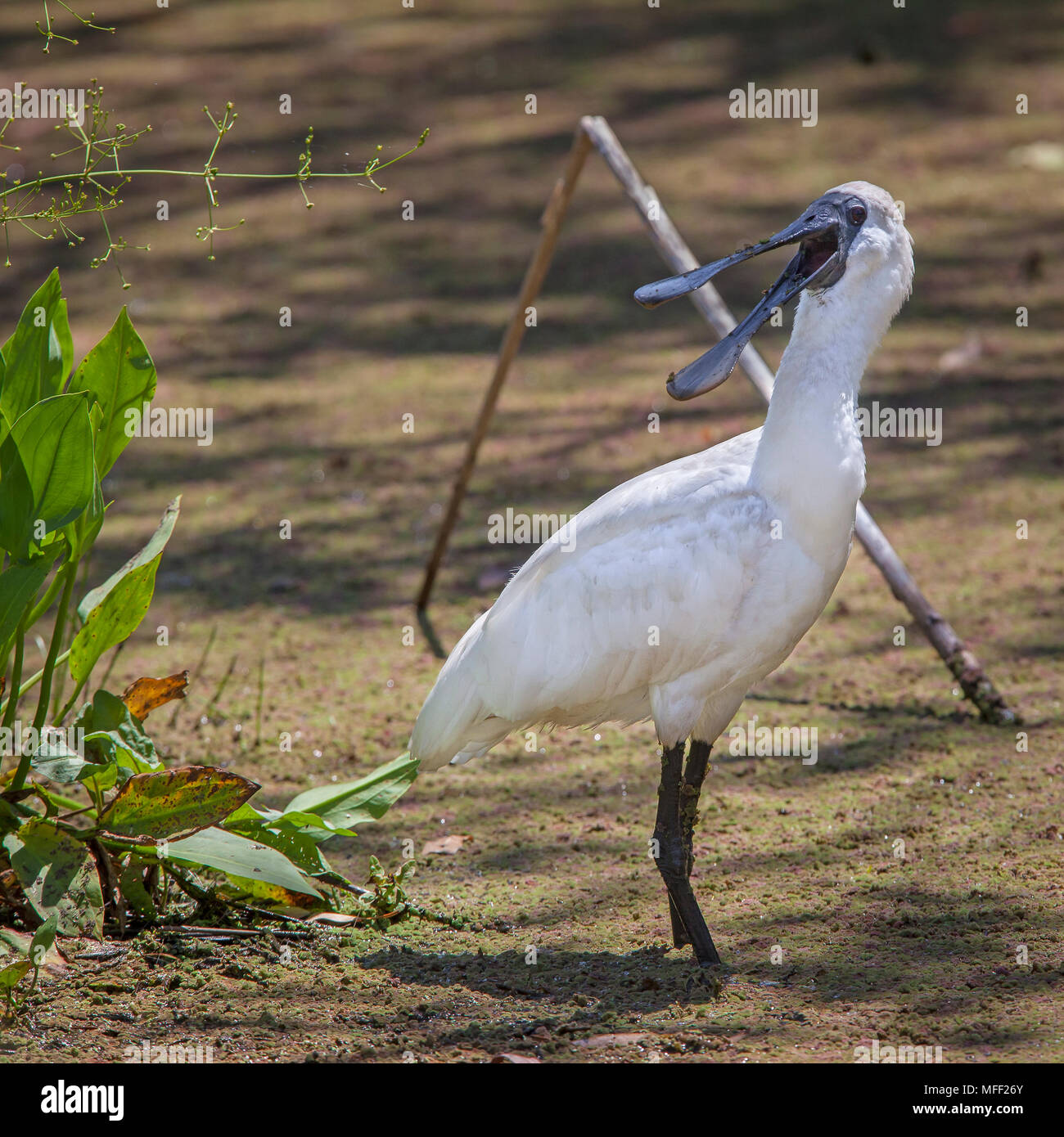 Spatule royale (Platalea regia), Fam. Threskiornithidae, Bicentennial Park, Sydney, New South Wales, Australia Banque D'Images