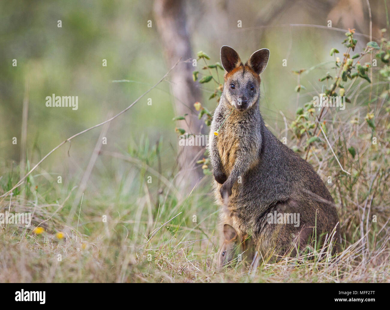 Swamp Wallaby (Wallabia bicolor), Fam. Marcopididae Marsupilia,, Femme avec poche young, Oxley Wild River National Park, New South Wales, Australia Banque D'Images
