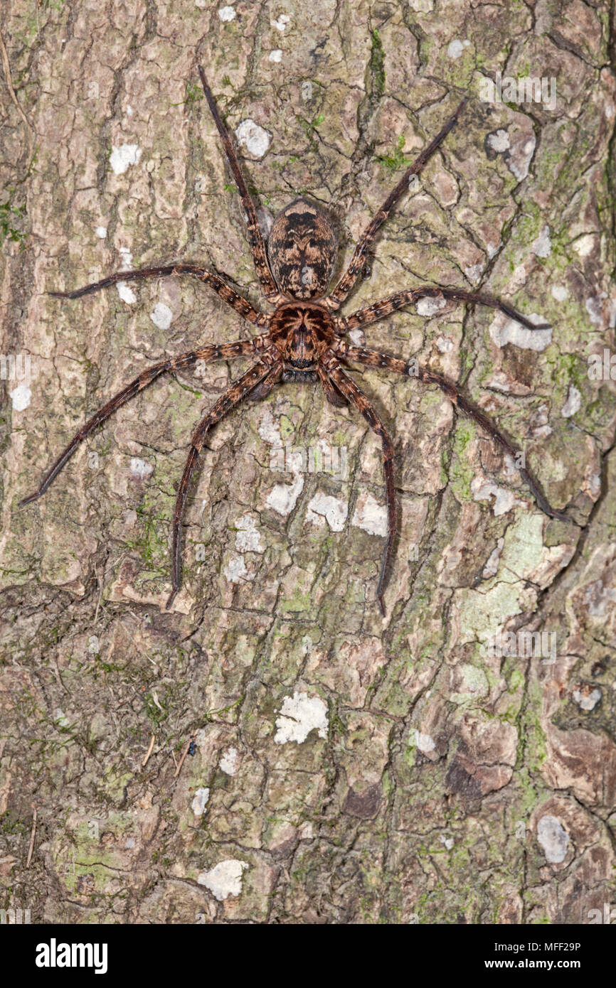 Brown Spider Huntsman (Heteropoda spp.), Fam. Sparassida, Myall Lakes National Park, New South Wales, Australia Banque D'Images