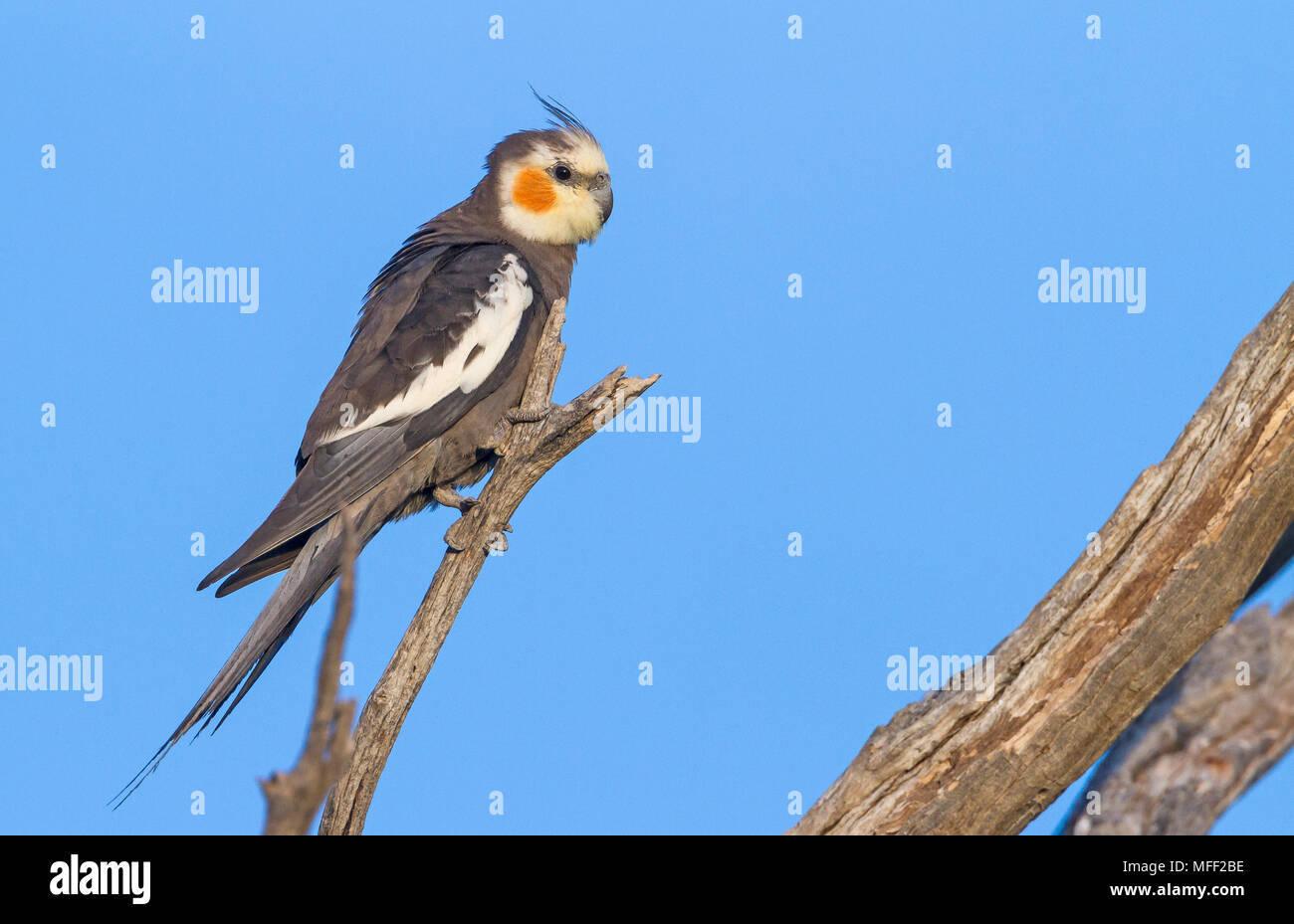 (Nymphicus hollandicus Cockatiel), Fam. Charadriiformes, homme, Mulyangarie Station, South Australia, Australia Banque D'Images