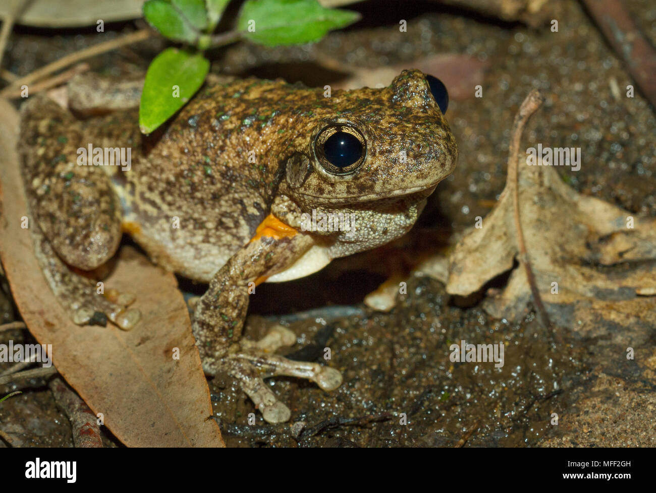 Peron's tree frog (Litoria peronii), Fam. Hylidae, Warrumbungle National Park, New South Wales, Australie Banque D'Images
