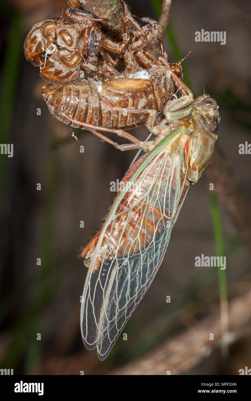 Hemiptera cicadidae Banque de photographies et d'images à haute résolution  - Alamy