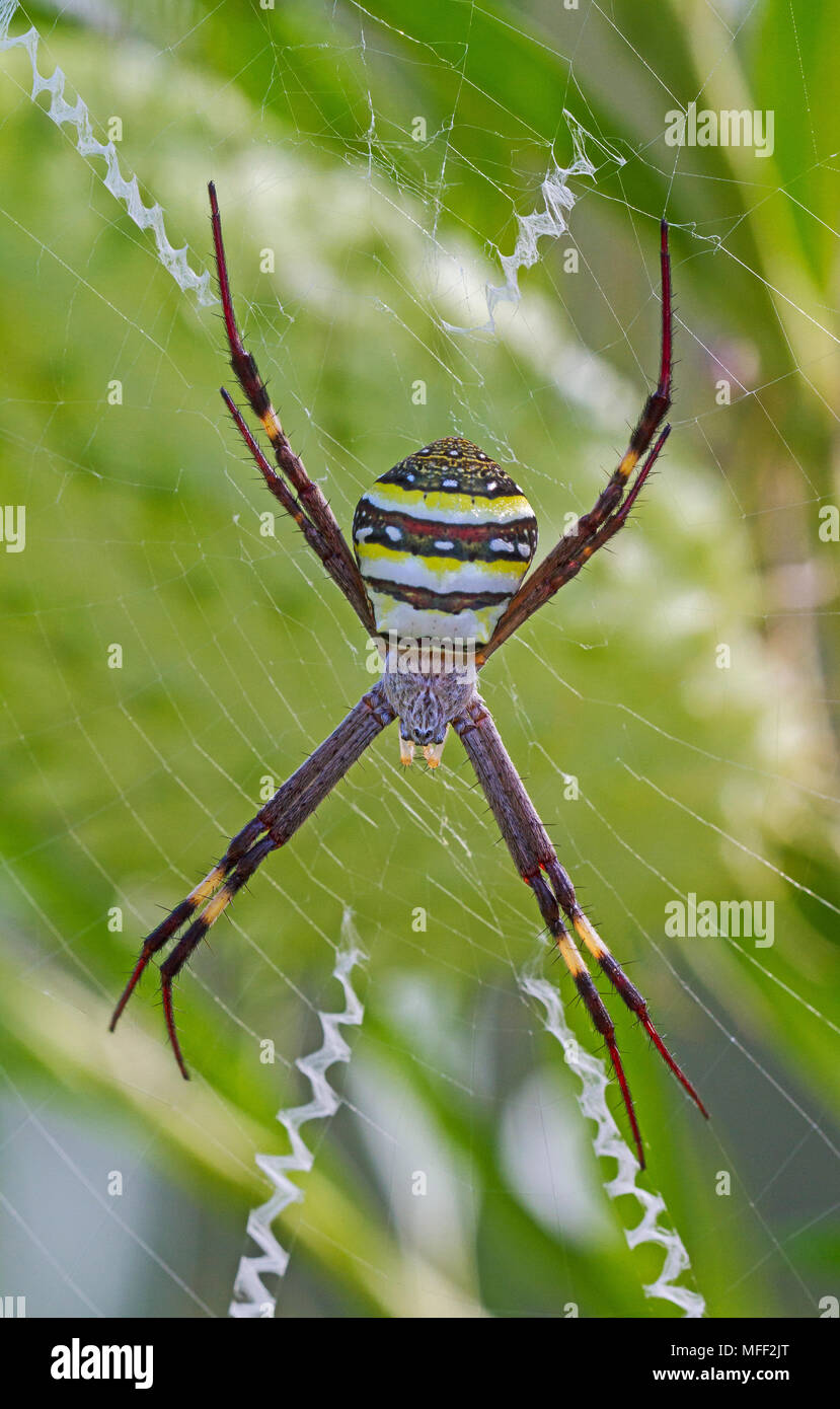 St Andrew's Cross (Argiope keyserlingi araignée) (ancien Argiope aetherea), Fam. Araneidae, Guy Fawkes National Park, New South Wales, Australie Banque D'Images