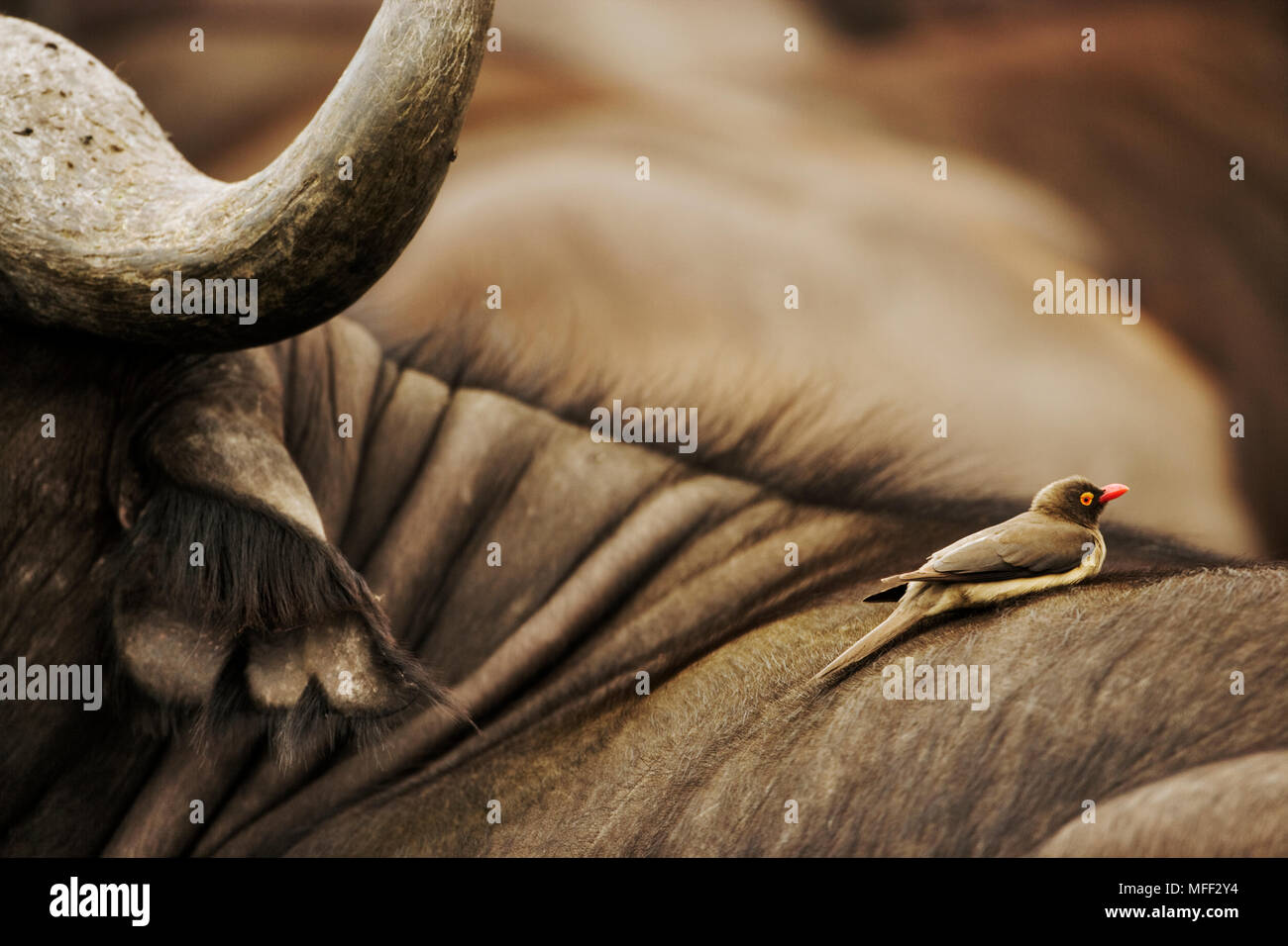 Redbilled Oxpecker (Buphagus erythrorhynchus) Perché sur buffalo, le peignage animal pour les tiques et autres parasites. 16ème arr. Sud de l'Afrique pour le nord-est de l'Af Banque D'Images