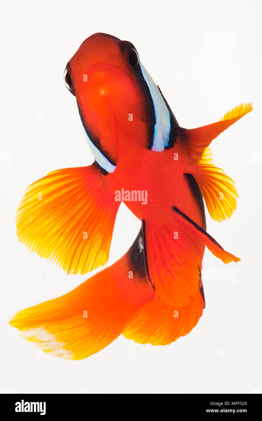 Clownfish Amphiprion ephippium (tomate). Aussi connu sous le nom de poissons-clowns bridée. Les espèces de poisson de l'anémone qui peut soutenir sans anémone hôte. Dist. Western Pa Banque D'Images