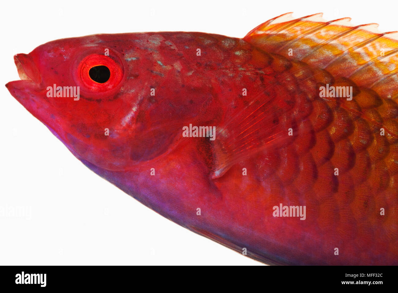 Poissons napoléons fée (Cirrhilabrus sp.). Poissons de récifs marins tropicaux qui se nourrit de zooplancton dans la nature. Dist. région indo-pacifique. Studio shot contre Banque D'Images