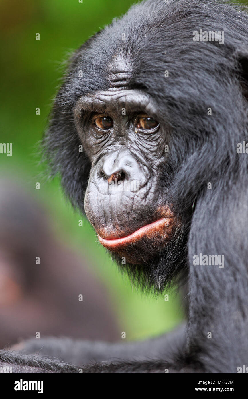 Bonobo/chimpanzé pygmée (pan paniscus) Sanctuaire Lola Ya Bonobo chimpanzé, République démocratique du Congo. Prisonnier Banque D'Images