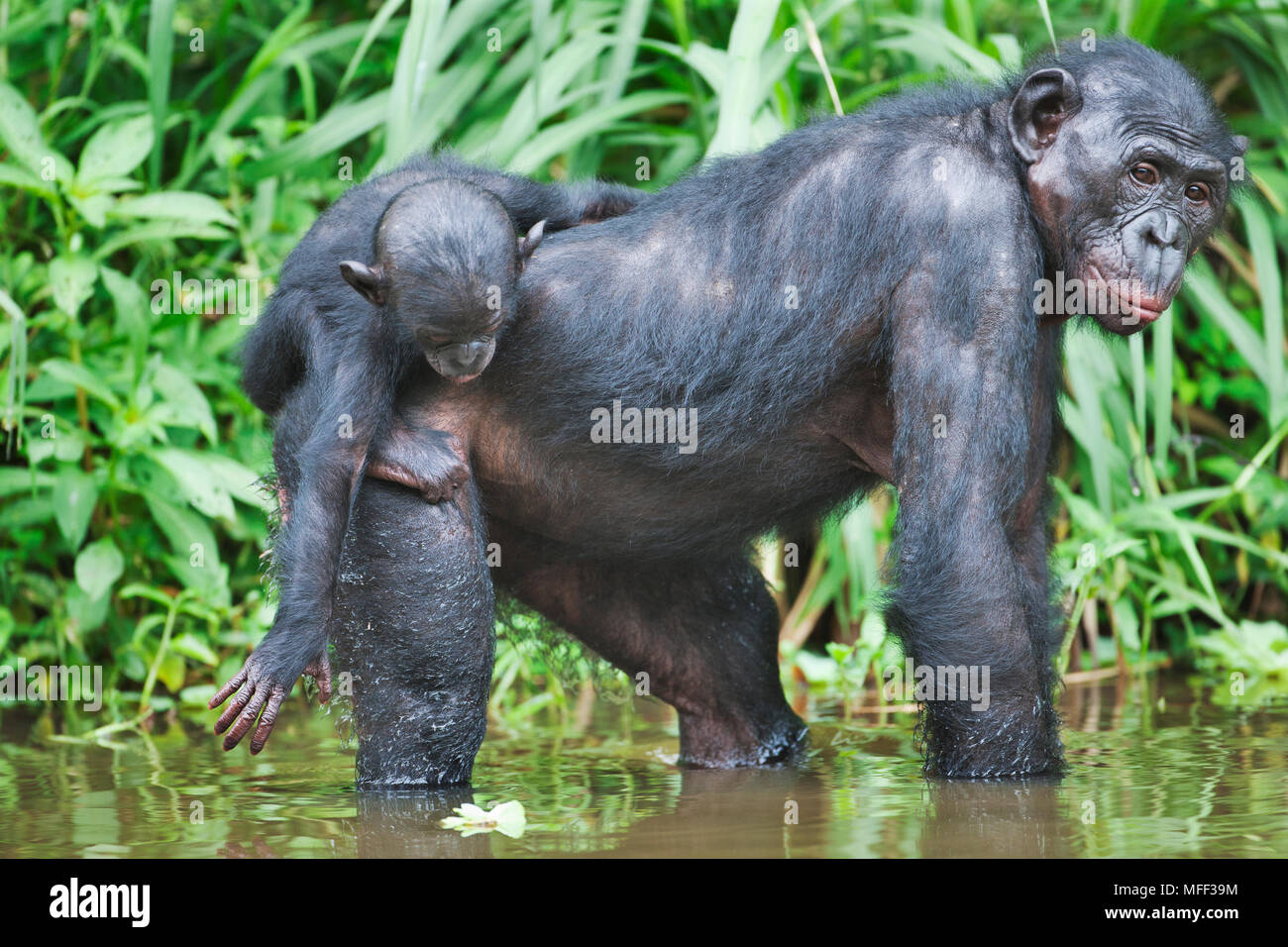 Bonobo/chimpanzé pygmée (pan paniscus) mère avec les jeunes sur le dos dans l'eau, sanctuaire Lola Ya Bonobo chimpanzé, République démocratique du Congo. Le Capt Banque D'Images
