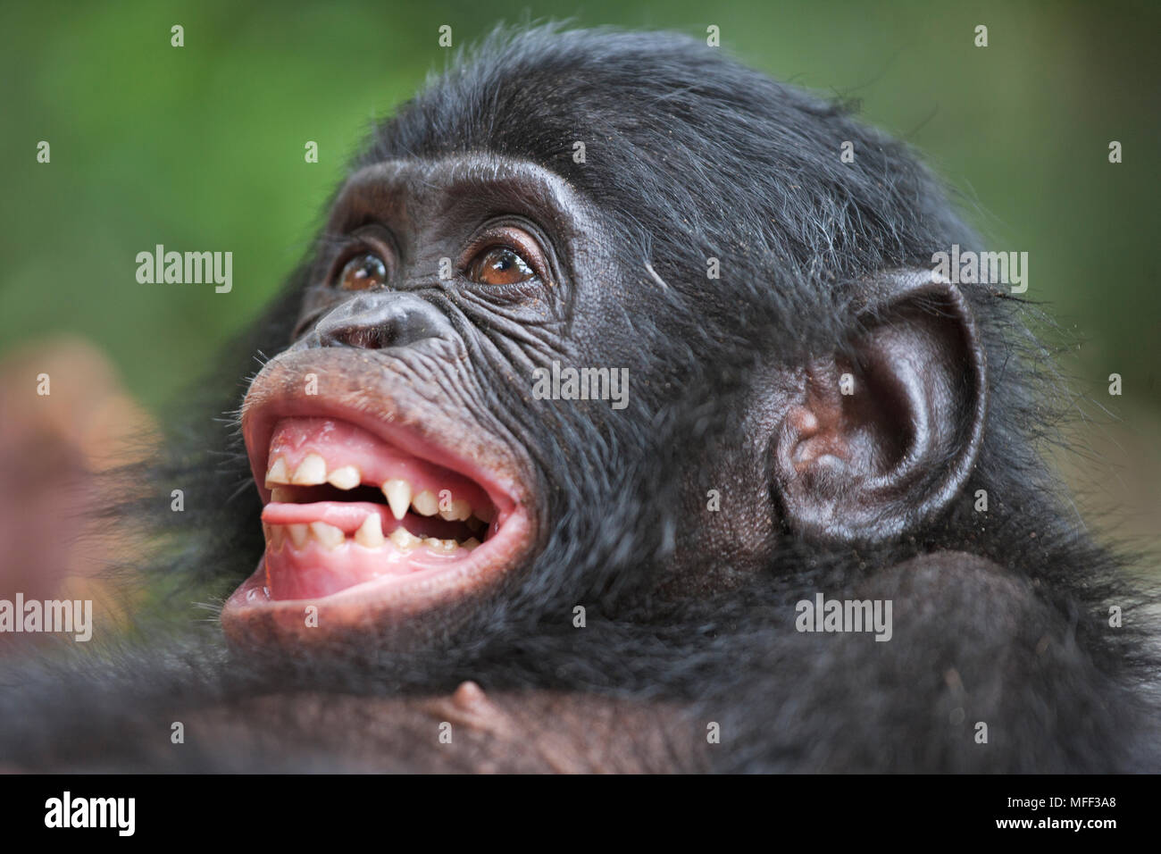Bonobo/chimpanzé pygmée (pan paniscus) Un sourire peur pourrait être vu lorsqu'un rang inférieur chimp est abordé par un animal d'un rang plus élevé. Sanctuaire Lola Ya Banque D'Images
