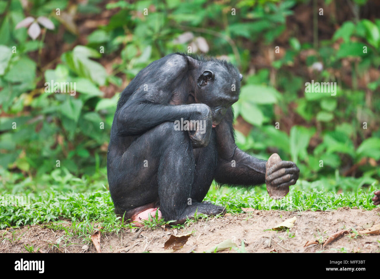 Bonobo/chimpanzé pygmée (pan paniscus) à l'aide d'une roche à casser des noix, sanctuaire Lola Ya Bonobo chimpanzé, République démocratique du Congo. Prisonnier Banque D'Images