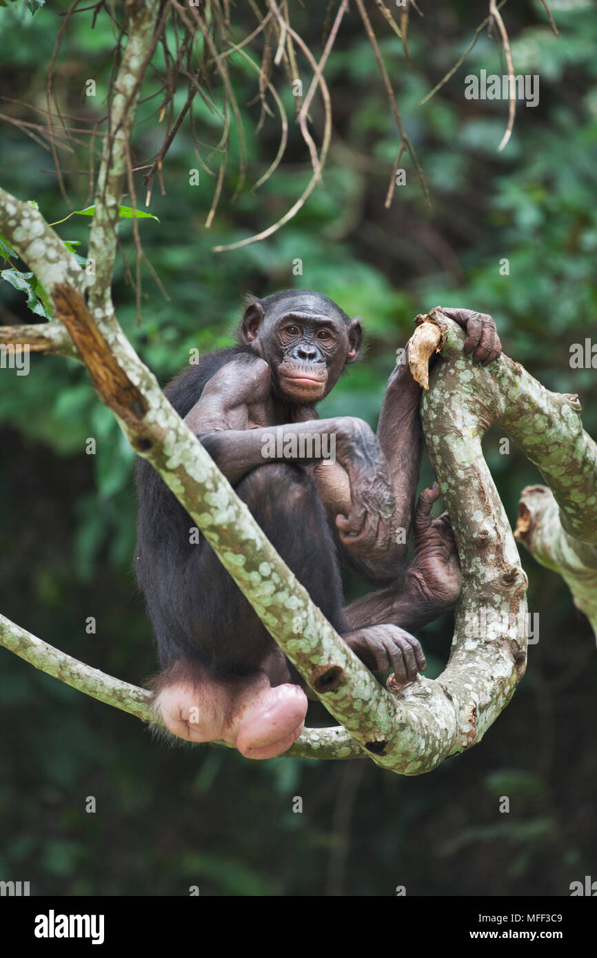 Bonobo/chimpanzé pygmée (pan paniscus) dans l'arbre, sanctuaire Lola Ya Bonobo chimpanzé, République démocratique du Congo. Prisonnier Banque D'Images