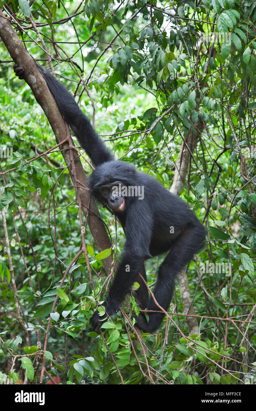 Bonobo/chimpanzé pygmée (pan paniscus) Sanctuaire Lola Ya Bonobo chimpanzé, République démocratique du Congo. Prisonnier Banque D'Images