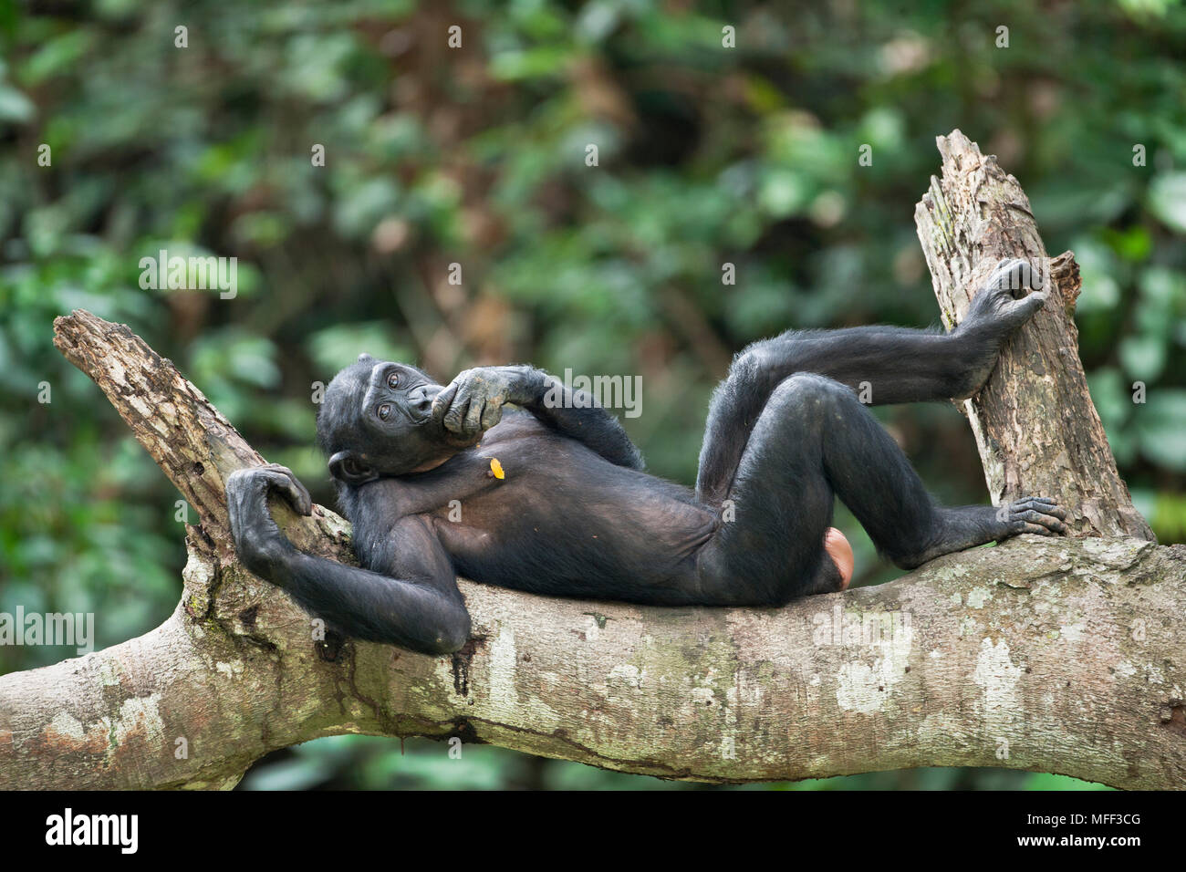 Bonobo/chimpanzé pygmée (pan paniscus) repos adultes en arbre, sanctuaire Lola Ya Bonobo chimpanzé, République démocratique du Congo. Prisonnier Banque D'Images