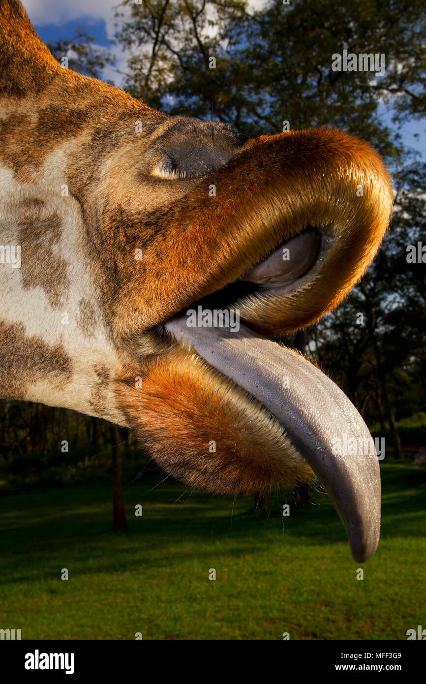 Rothschild Girafe (Giraffa camelopardalis rothschildi) est l'un des 9 sous-espèces de girafes.Griaffe Manor au Kenya. L'Afrique de l'Est Kenya.Dist. Banque D'Images
