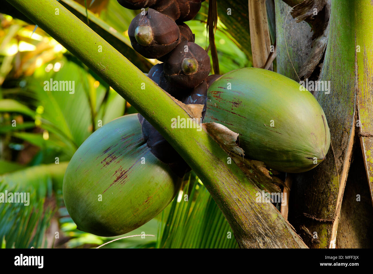 Palmier Coco de Mer (Lodoicea maldivica) féminin, endémique à l'île de Praslin et curieuse dans les Seychelles. Banque D'Images