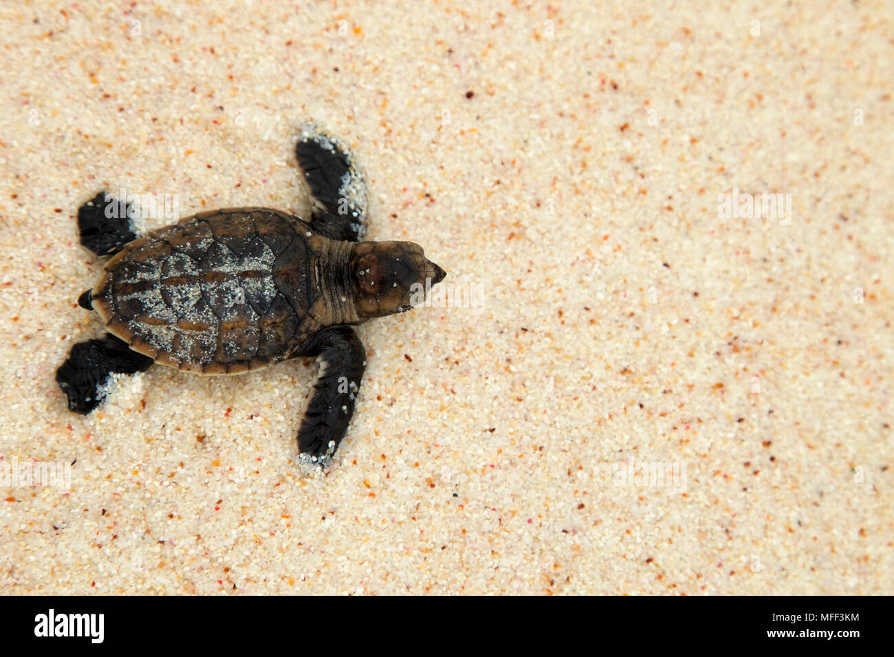 La tortue imbriquée (Eretmochelys imbricata). La plage de descendre à la mer. Les espèces en voie de disparition. Cousine Island. Les Seychelles. Un Tropical Dist. Banque D'Images