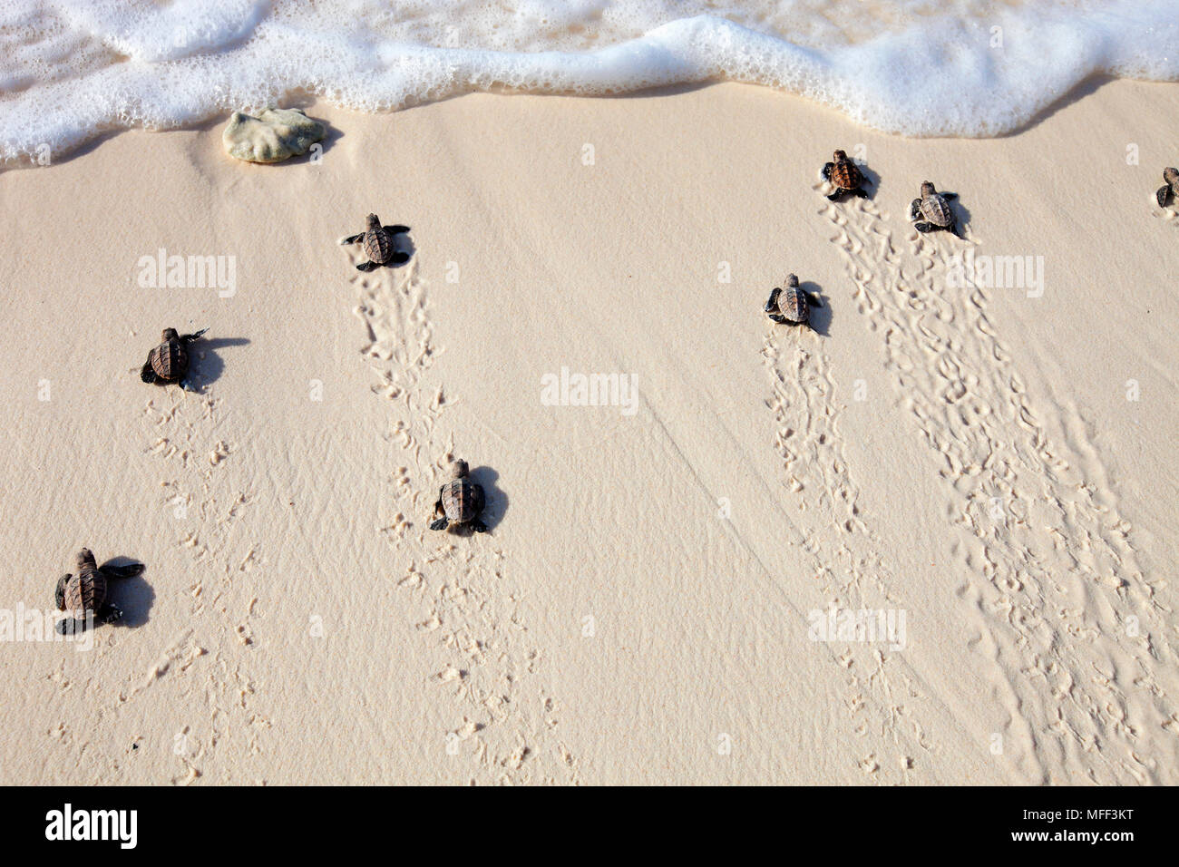 Les nouveau-nés de tortues imbriquées. (Eretmochelys imbricata). Les nouveau-nés de descendre à la plage de la mer. Les espèces en voie de disparition. Cousine Island. Les Seychelles. Dist Banque D'Images