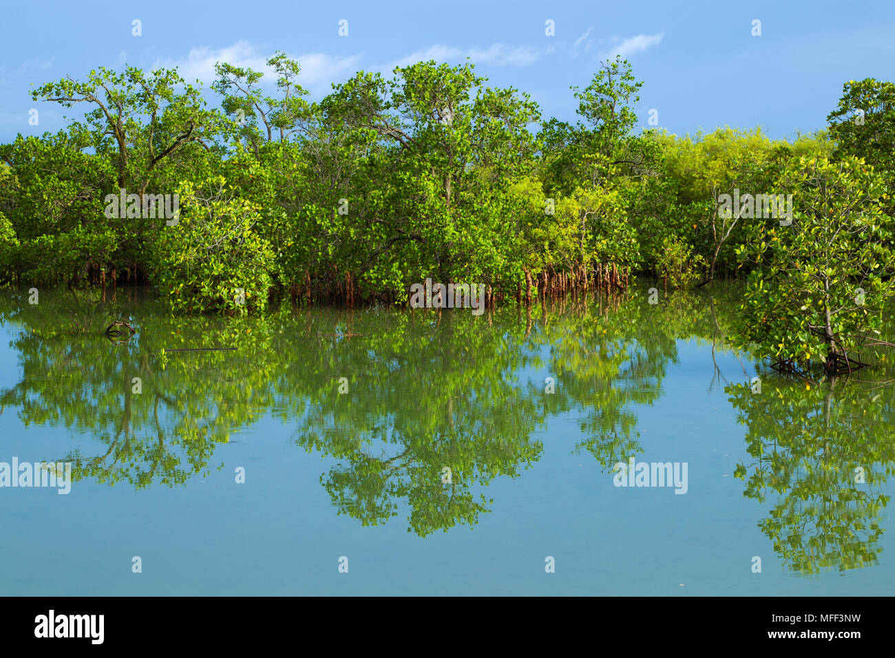 Les mangroves sont différentes sortes d'arbres jusqu'à moyenne et d'arbustes qui poussent dans des habitats sédimentaires côtières salées dans les zones tropicales et subtropicales, Mahe, Banque D'Images