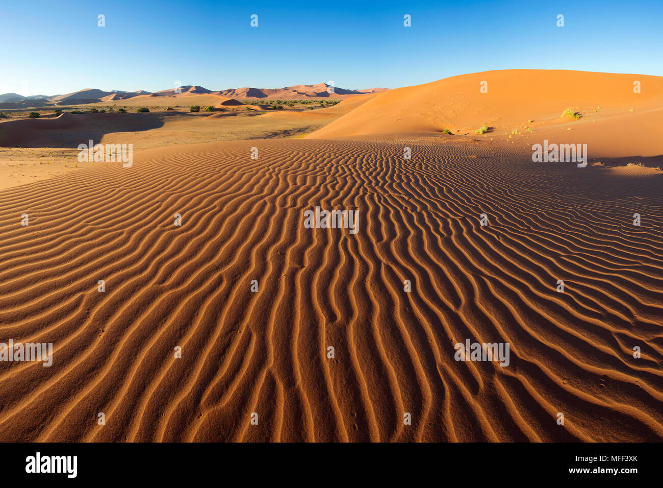 Modèle dune complexes éclairés par le soleil du matin. Sossusvlei dans le désert du Namib. Namib-Naukluft N.P, Namibie Banque D'Images
