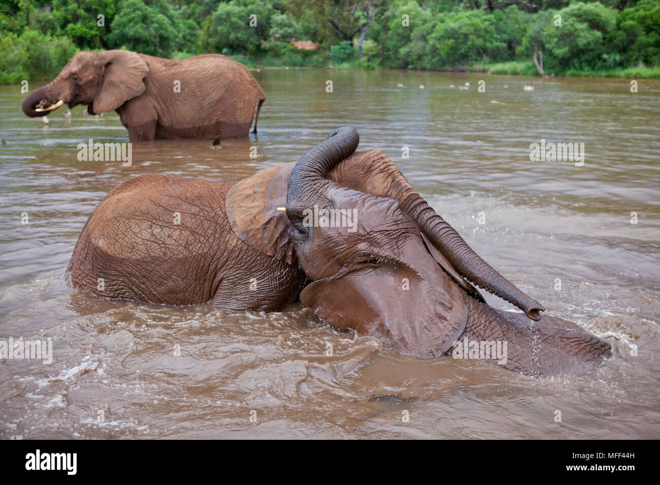 L'éléphant africain (Loxodonta africana) de jeunes veaux jouant dans river.Afrique du Sud. Banque D'Images