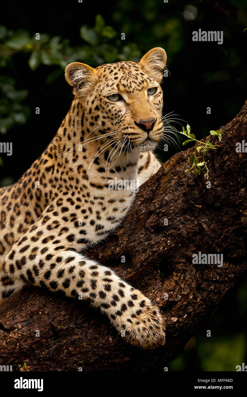 Le léopard est le plus grand des félins tachetés en Afrique. Les léopards sont des animaux nocturnes, solitaires qui sont principalement arboricole. Elles sont accomplies tree Banque D'Images