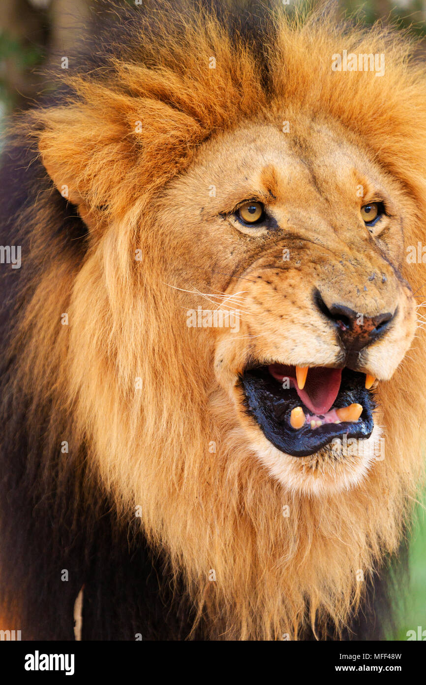 Portrait of Male lion (Panthera leo) Afrique du Sud. Prisonnier Banque D'Images