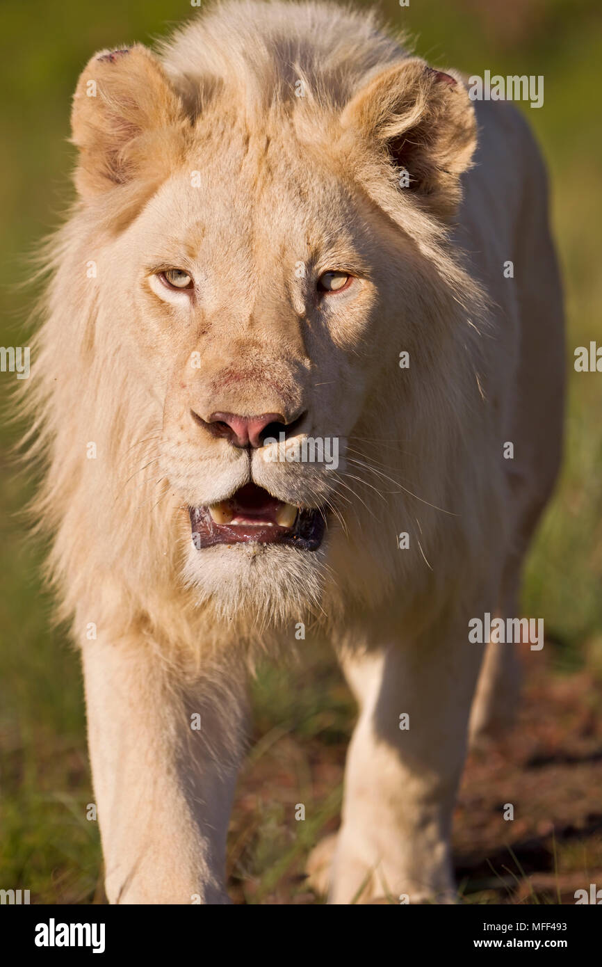 L'Afrique de l'homme White Lion (Panthera leo) Afrique du Sud. Prisonnier Banque D'Images