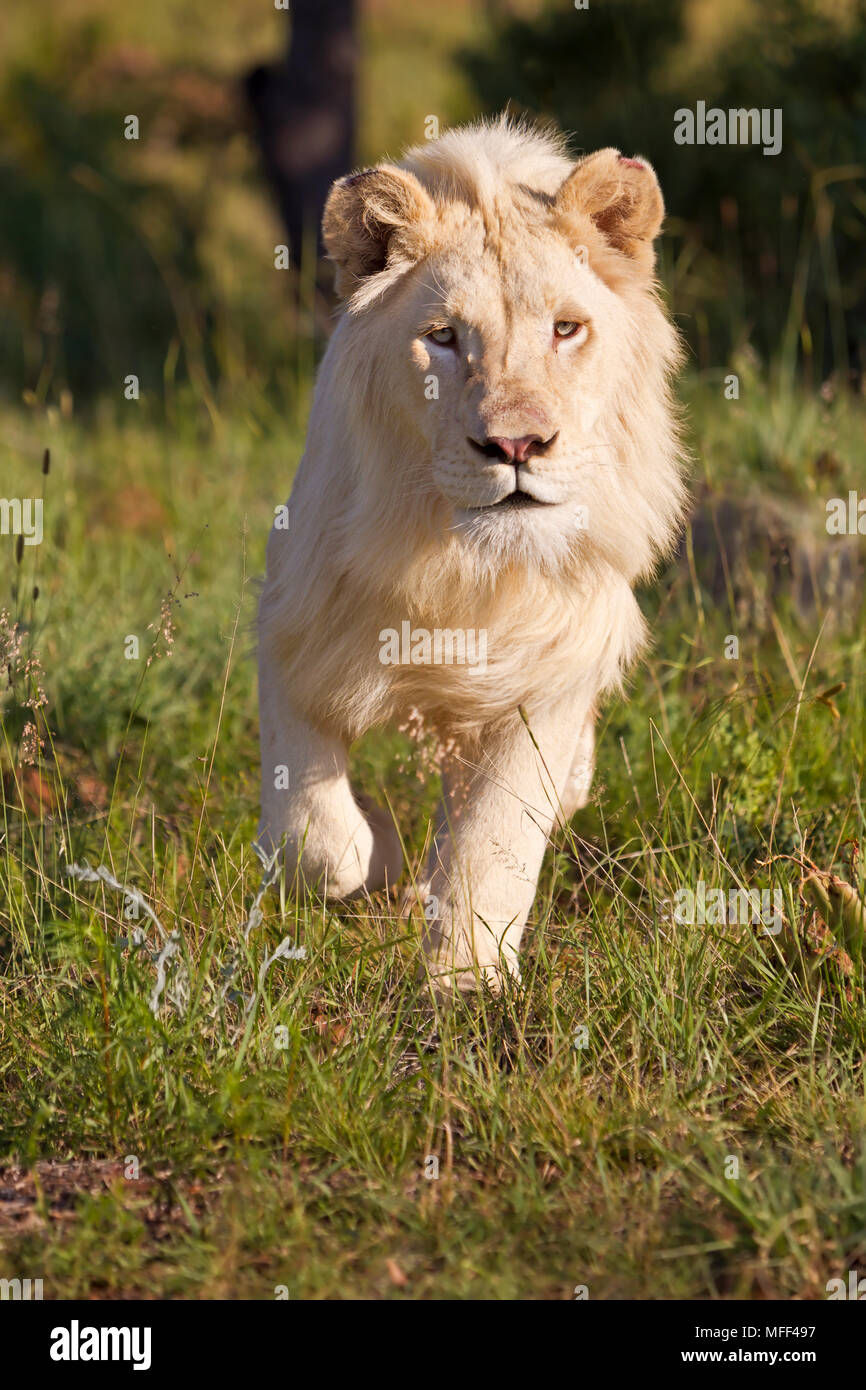 L'Afrique de l'homme White Lion (Panthera leo) Afrique du Sud. Prisonnier Banque D'Images