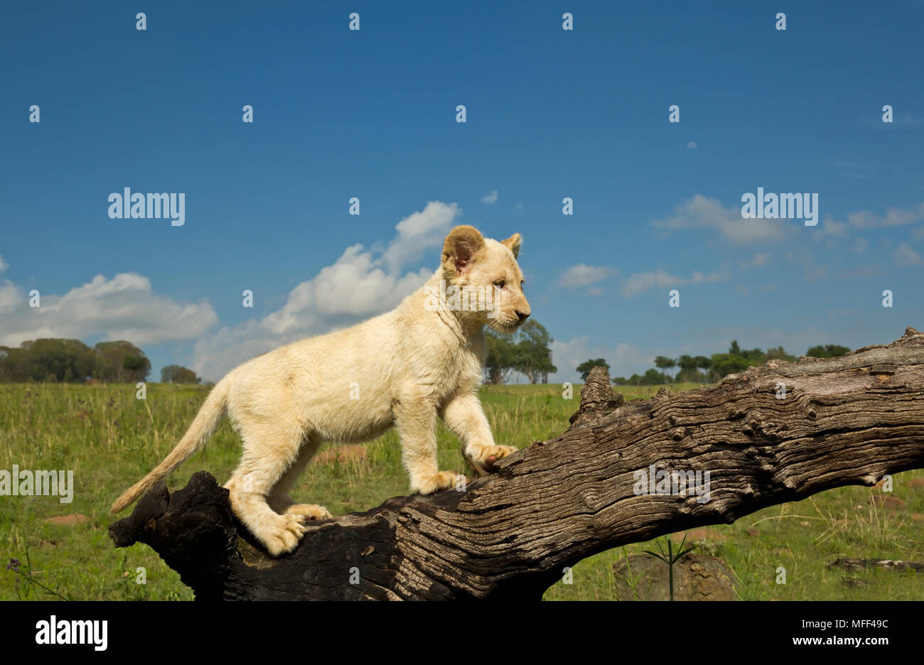 White lion (Panthera leo) jouant sur log, Afrique du Sud. Prisonnier Banque D'Images