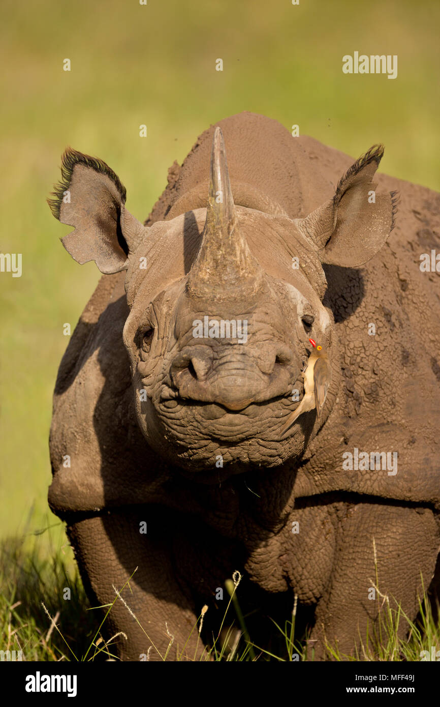 Red-billed oxpecker (Buphagus erythrorhynchus) sur le rhinocéros noir (Diceros bicornis) Kenya Banque D'Images