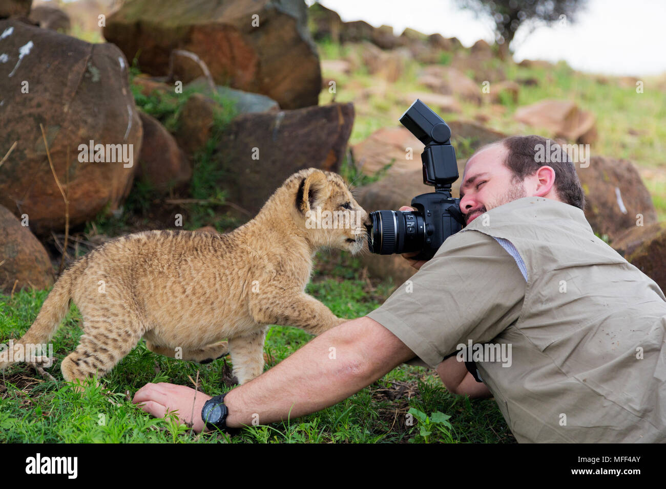 Man photographing des lionceaux, Afrique du Sud. Parution du modèle Banque D'Images