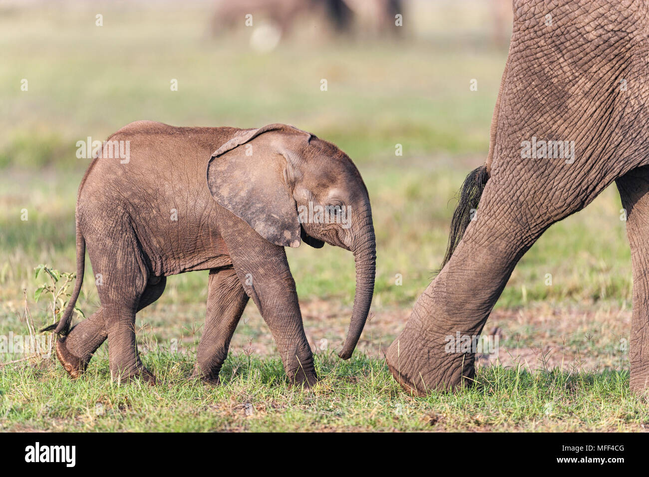 L'éléphant africain (Loxodonta africana) jeune veau et de sa mère. Le Parc national Amboseli au Kenya. Banque D'Images