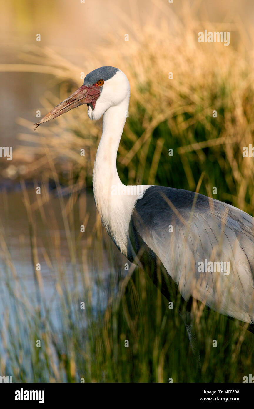 Grue CARONCULÉE Grus carunculata de disparition des espèces, l'Afrique subsaharienne. Banque D'Images