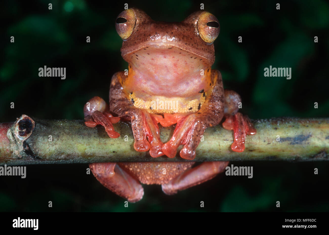 WALLACE'S FLYING FROG Rhacophorus nigropalmatus Asie Banque D'Images