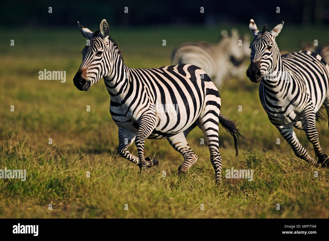 Le zèbre de Burchell Equus burchelli chasing mâle femelle qui est probablement prêt pour l'accouplement. Le Parc national Amboseli, au Kenya. Banque D'Images