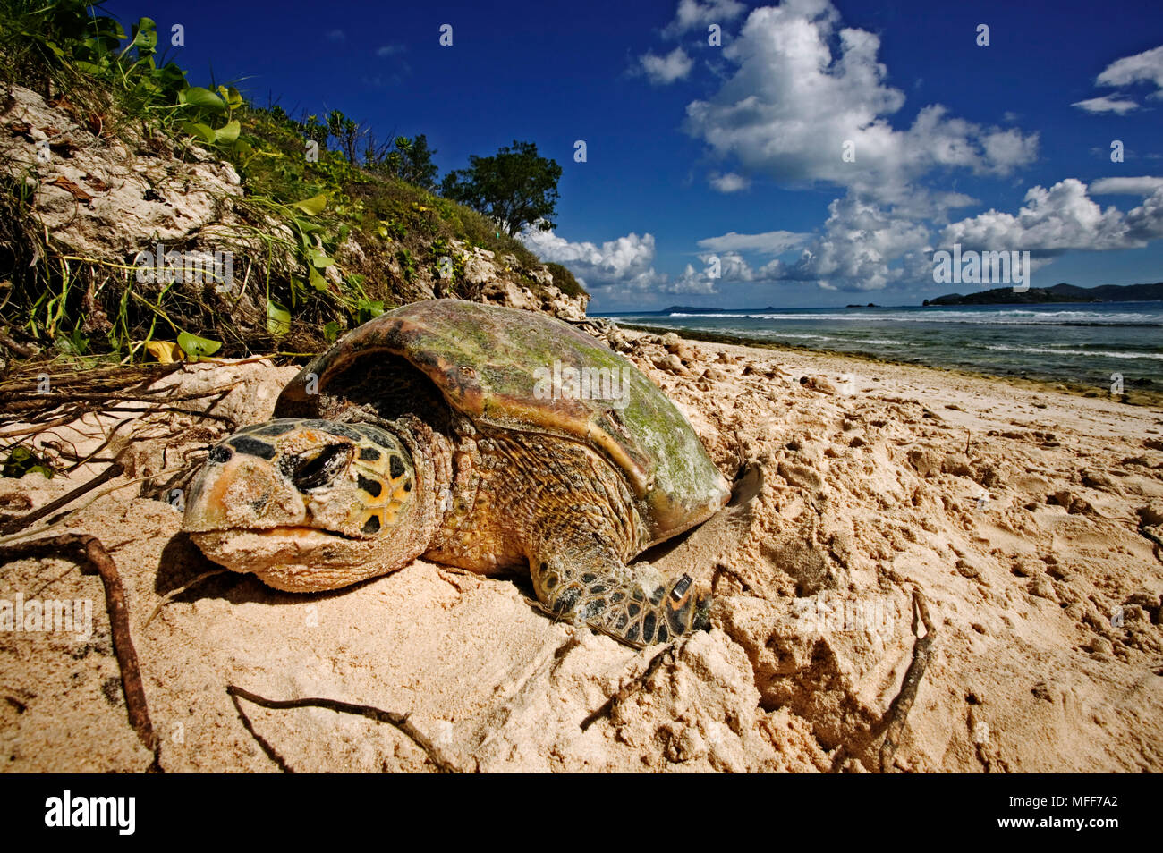 La tortue imbriquée Eretmochelys imbricata femme nichant sur plage. Cousine Island, Seychelles. Distribution : dans le monde des océans tropicaux et subtropicaux Banque D'Images