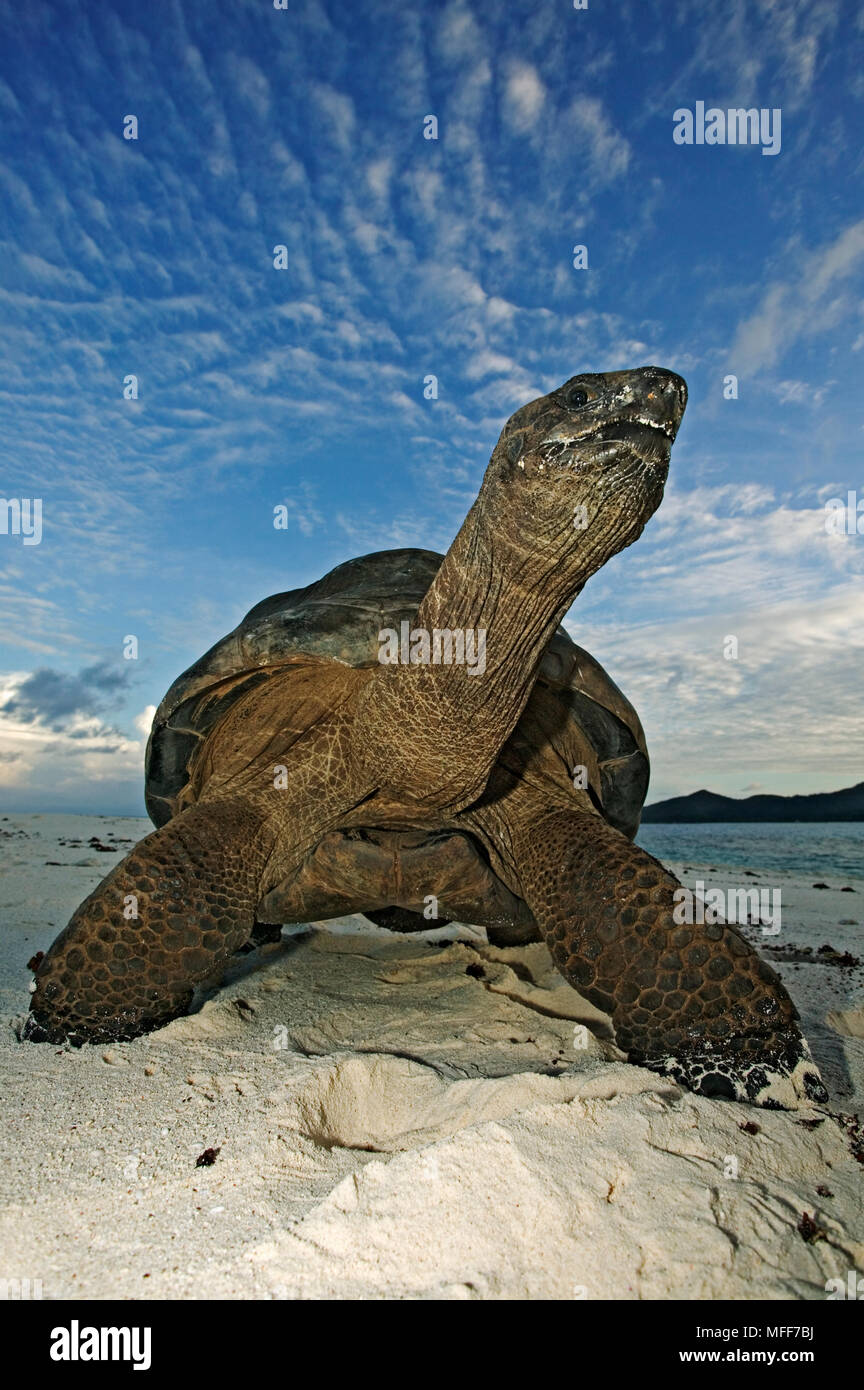 Tortue d'Aldabra Geochelone gigantea sur la plage Cousine Island, Seychelles. Espèces vulnérables Banque D'Images