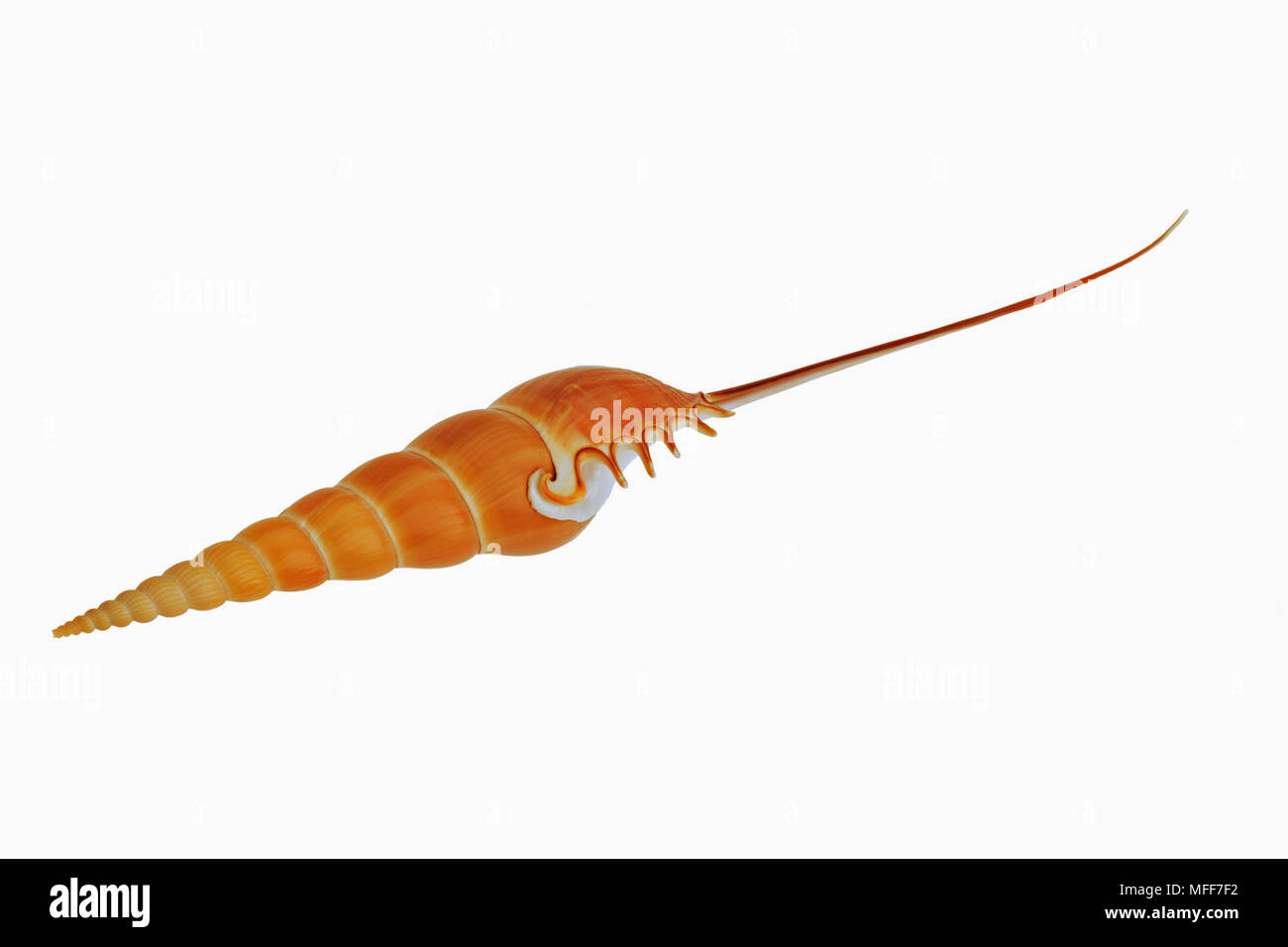 SHIN-BONE TIBIA Tibia fusus shell découper l'océan Pacifique Banque D'Images