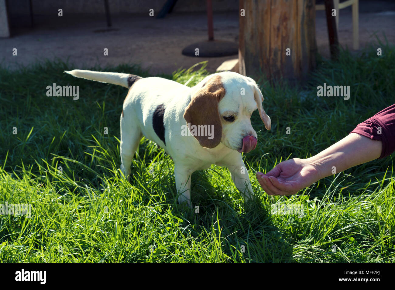 La main de l'accorder à l'eau à un chien Banque D'Images