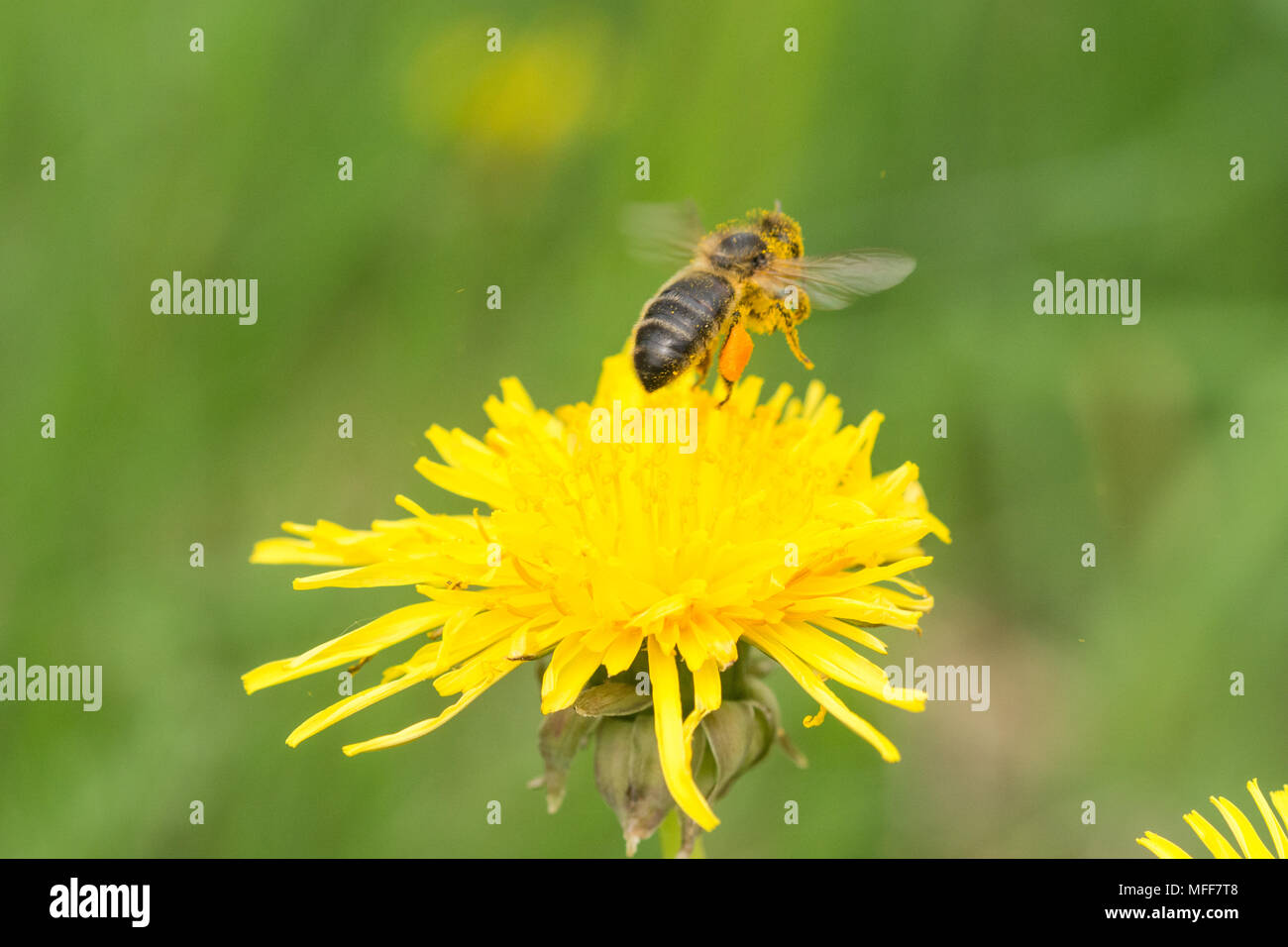 Abeille à miel avec pleine corbeilles à pollen au décollage à une fleur de pissenlit dans le Hampshire, au Royaume-Uni Banque D'Images