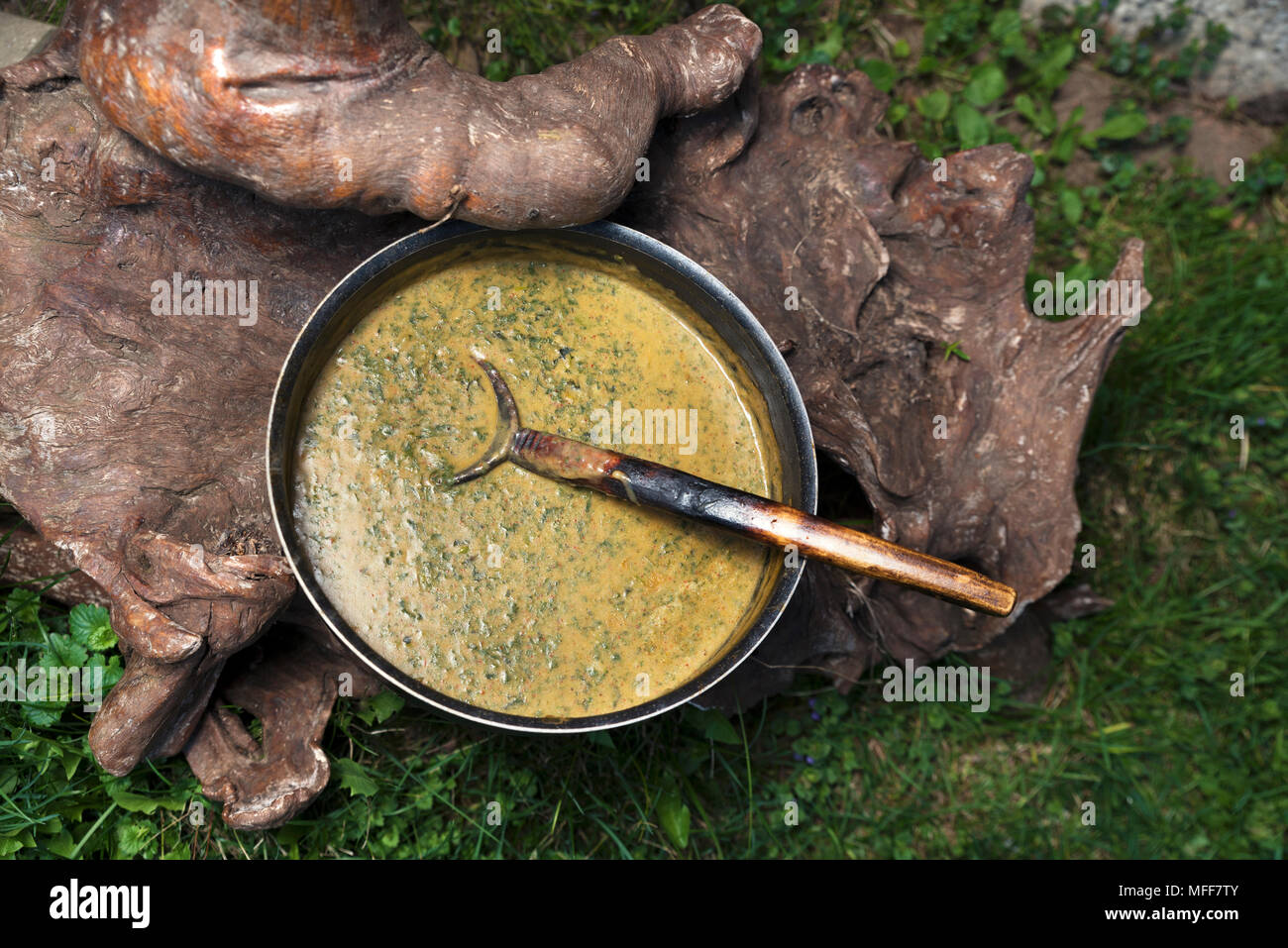 Purée d'ortie sur un journal en bois dans un jardin Banque D'Images