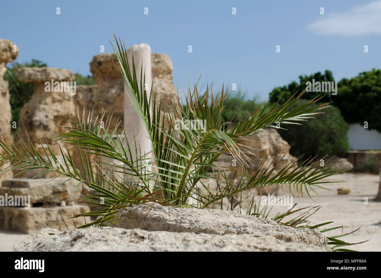 Les feuilles de palmier sur l'arrière-plan de ruines antiques. Banque D'Images