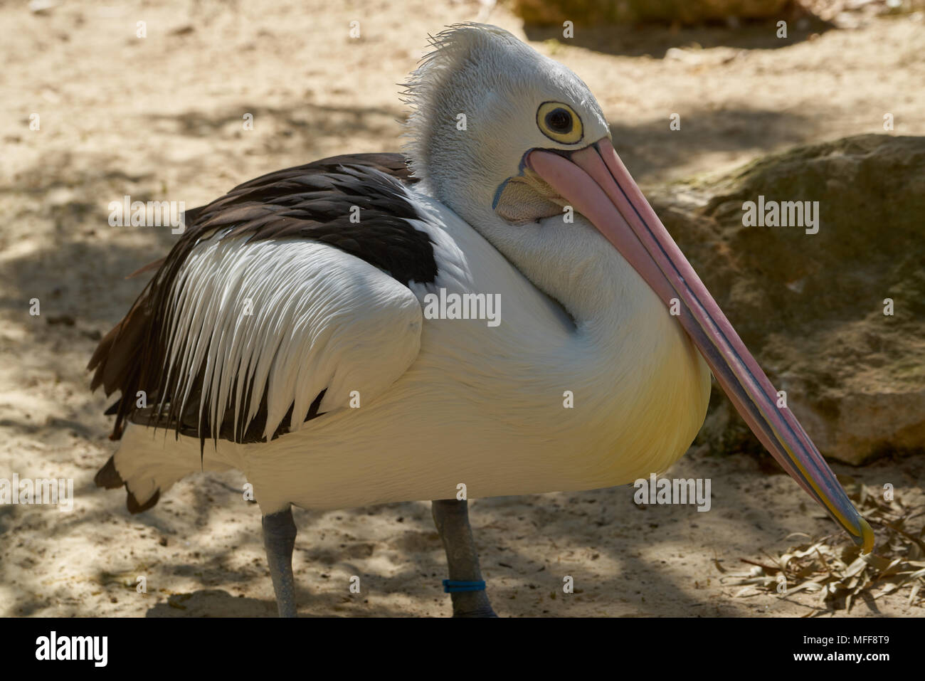 Pelican (Pelecanus conspicillatus australienne) au Zoo d'Adélaïde. L'Australie du Sud. Banque D'Images