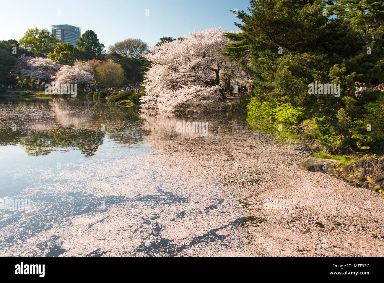 Fleur de cerisier et de lacs dans le jardin National Shinjuku Gyeon, Tokyo, Japon. Banque D'Images