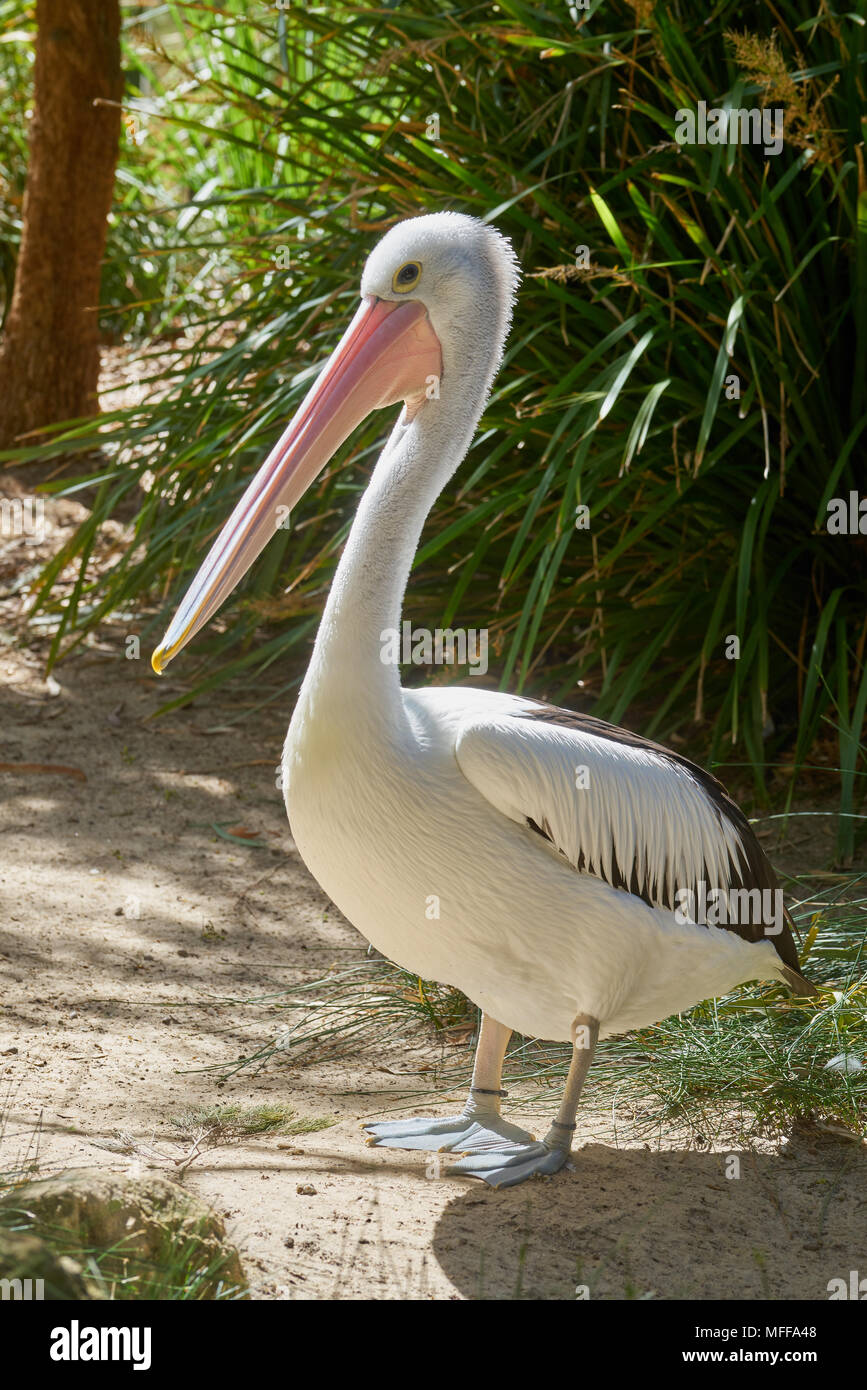 Pelican (Pelecanus conspicillatus australienne) au Zoo d'Adélaïde. L'Australie du Sud. Banque D'Images