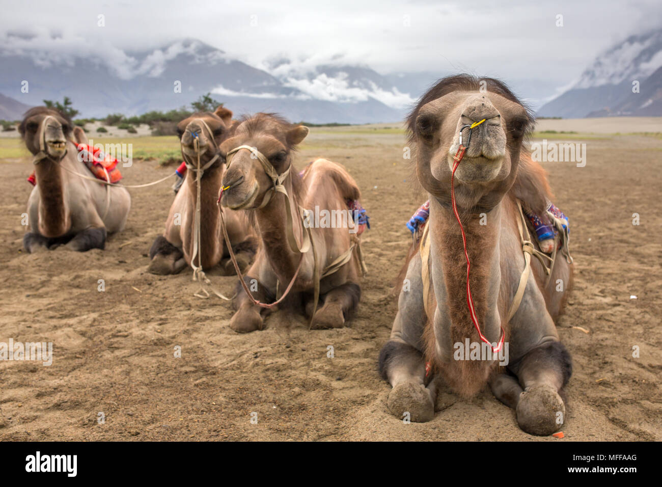 Camel safari dans la vallée de Nubra au Ladakh, Inde Banque D'Images