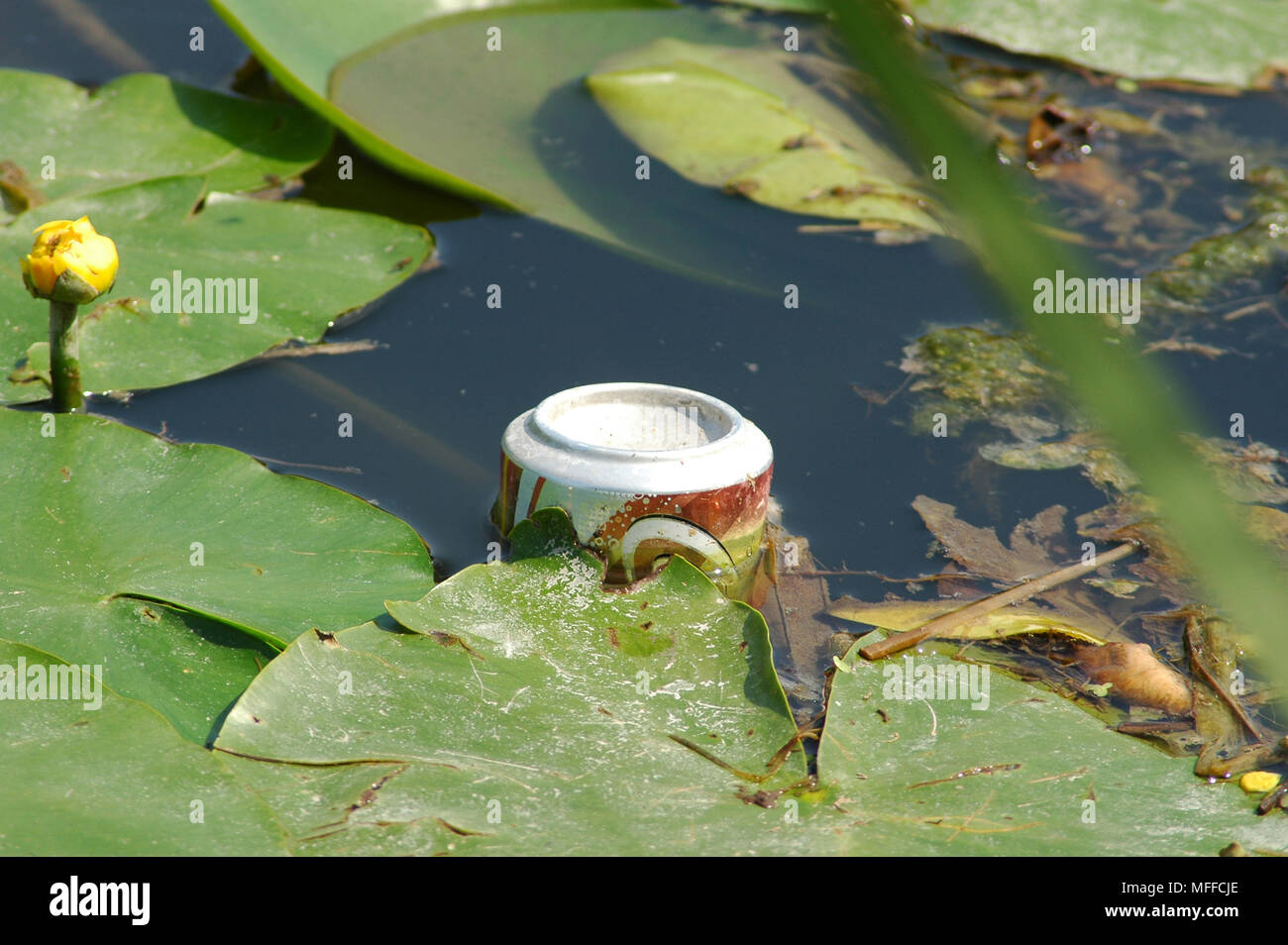 Boire peut flotter dans le canal de Chichester, West Sussex Hunston, à côté de l'eau jaune Lilly. (Nuphar lutea.) Juillet. Banque D'Images
