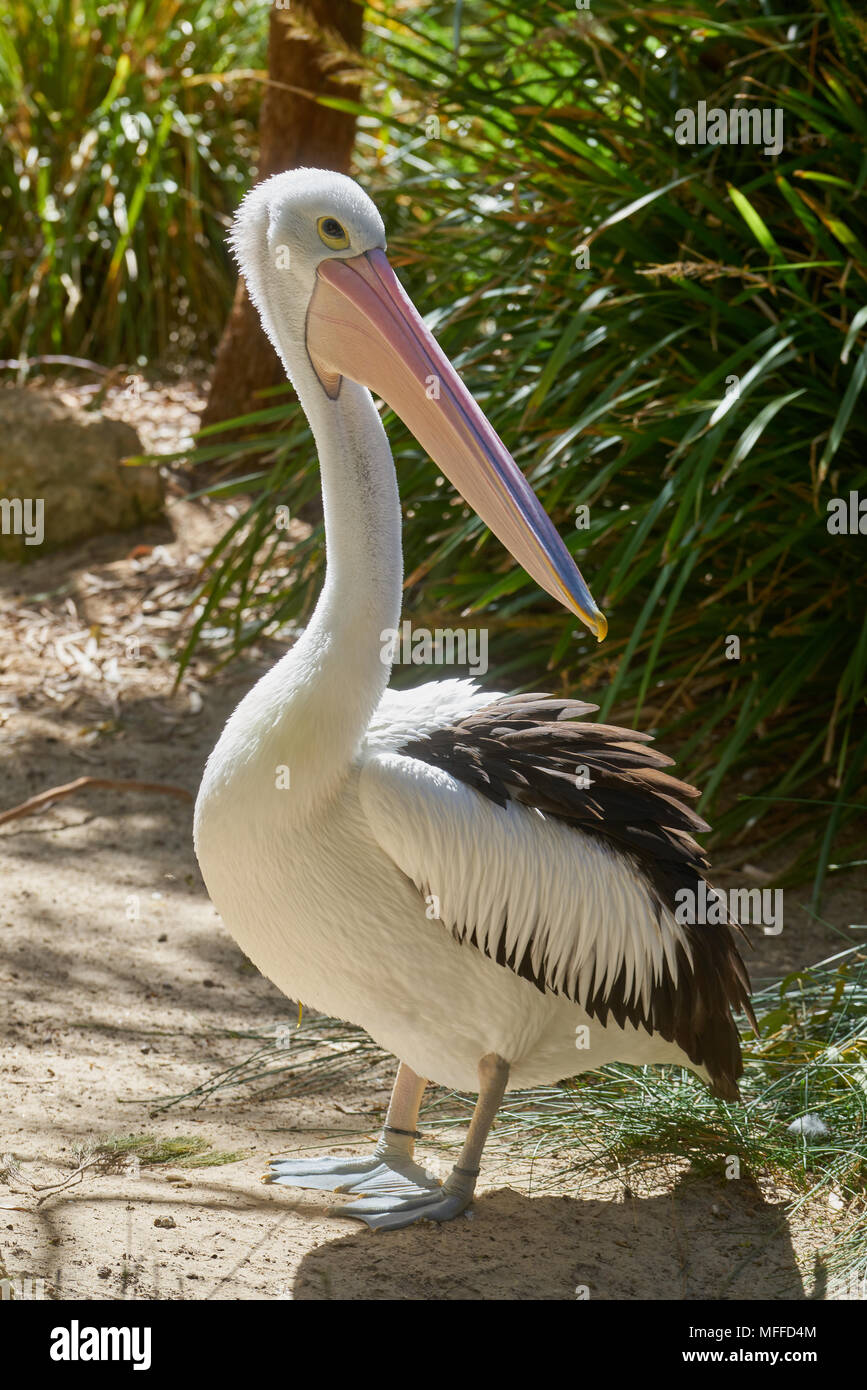 Pelican (Pelecanus conspicillatus australienne) au Zoo d'Adélaïde. L'Australie du Sud. Banque D'Images