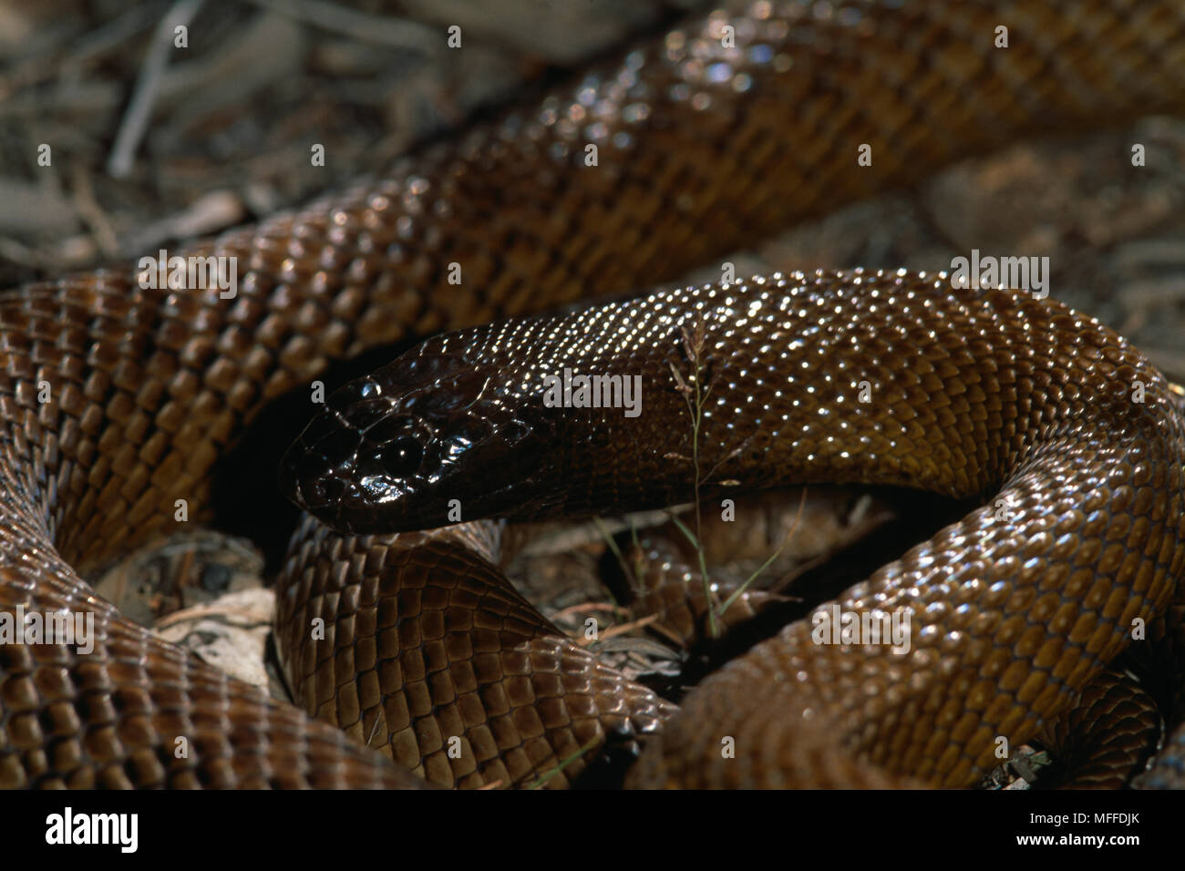 INLAND TAIPAN Oxyuranus microlepidotus serpent du monde réputé plus venimeux originaire de l'Australie Banque D'Images